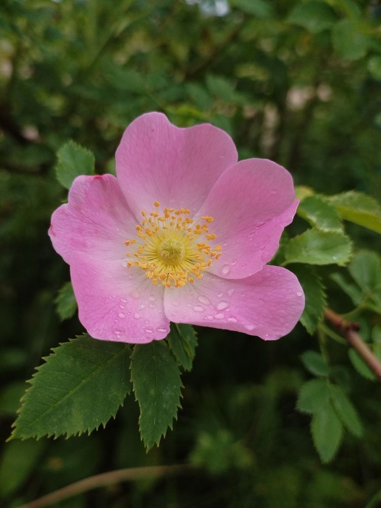 Photograph by Екатерина Супраненок