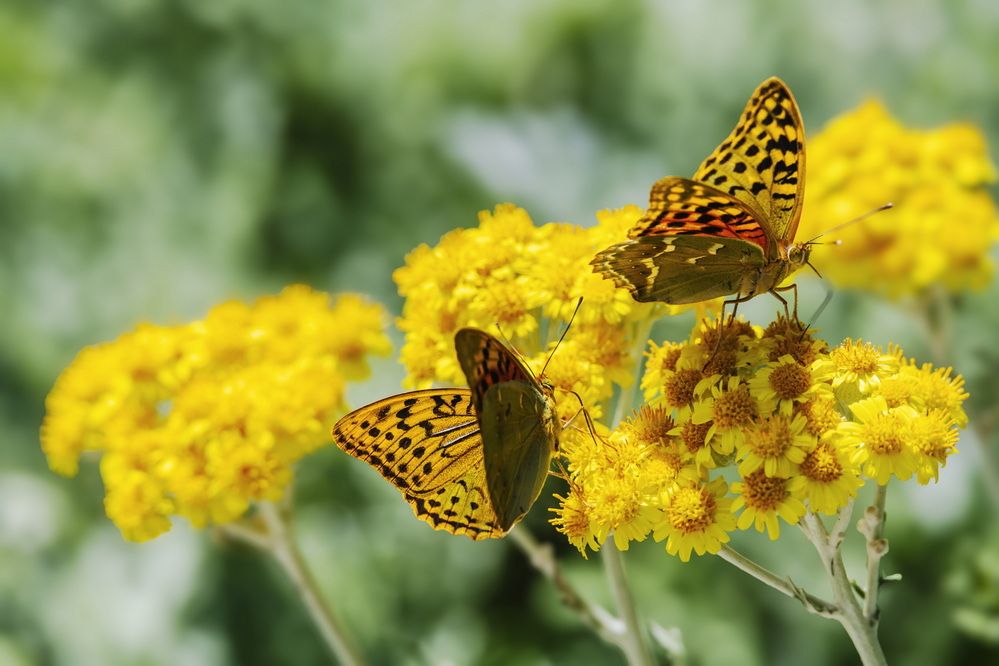 Подружки на завтраке