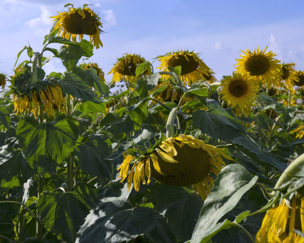 Photograph by Андрей Семенков