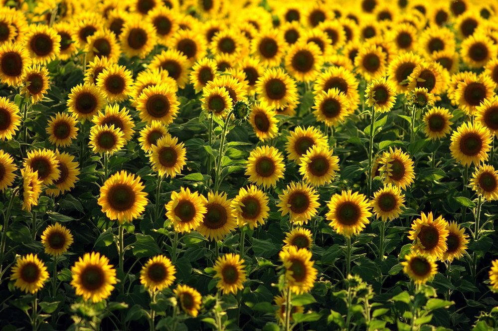 Photograph by Арсен Алабердов