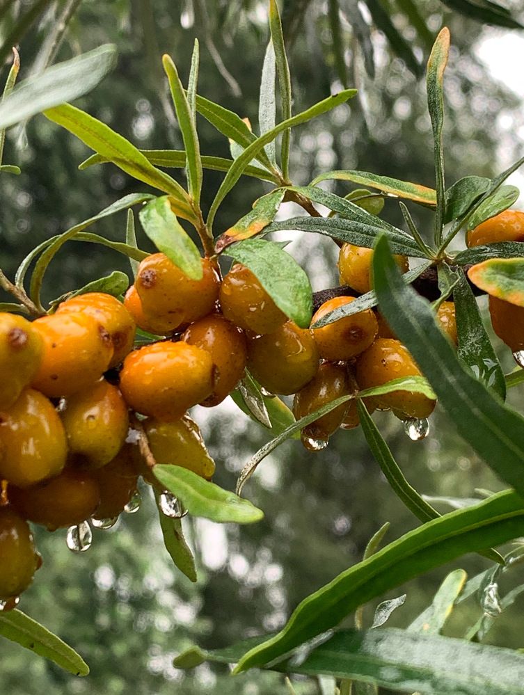 Фотография автора Ирина Шпаковская