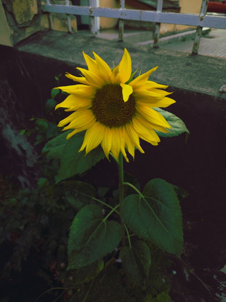 Фотография автора Дмитрий Коноплев