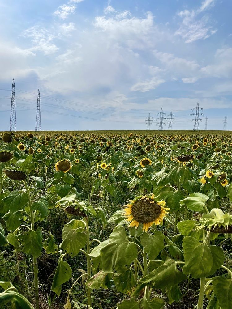 Фотография автора Nadezhda
