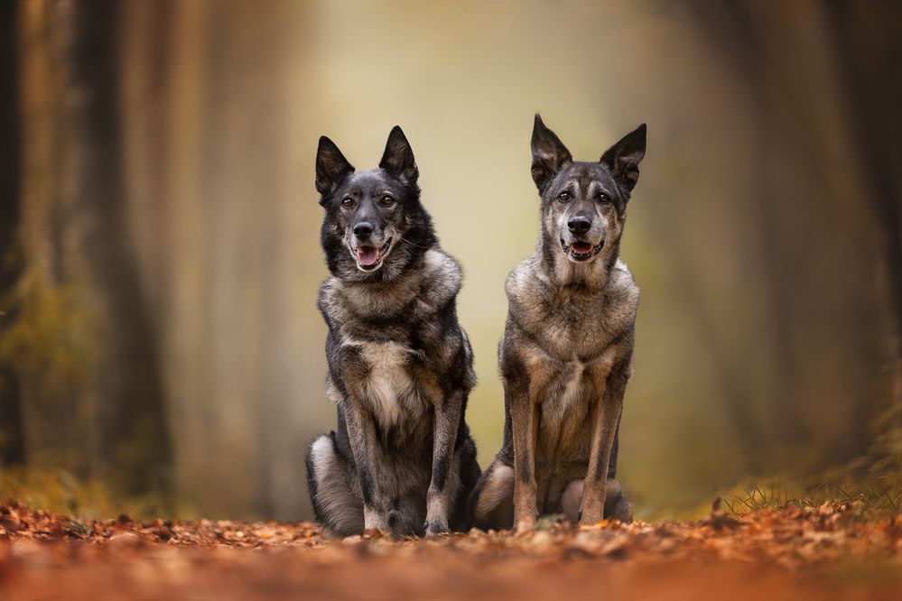 Сладкая парочка