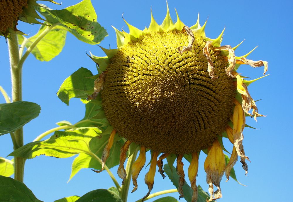 Фотография автора Nelya  Lysenko