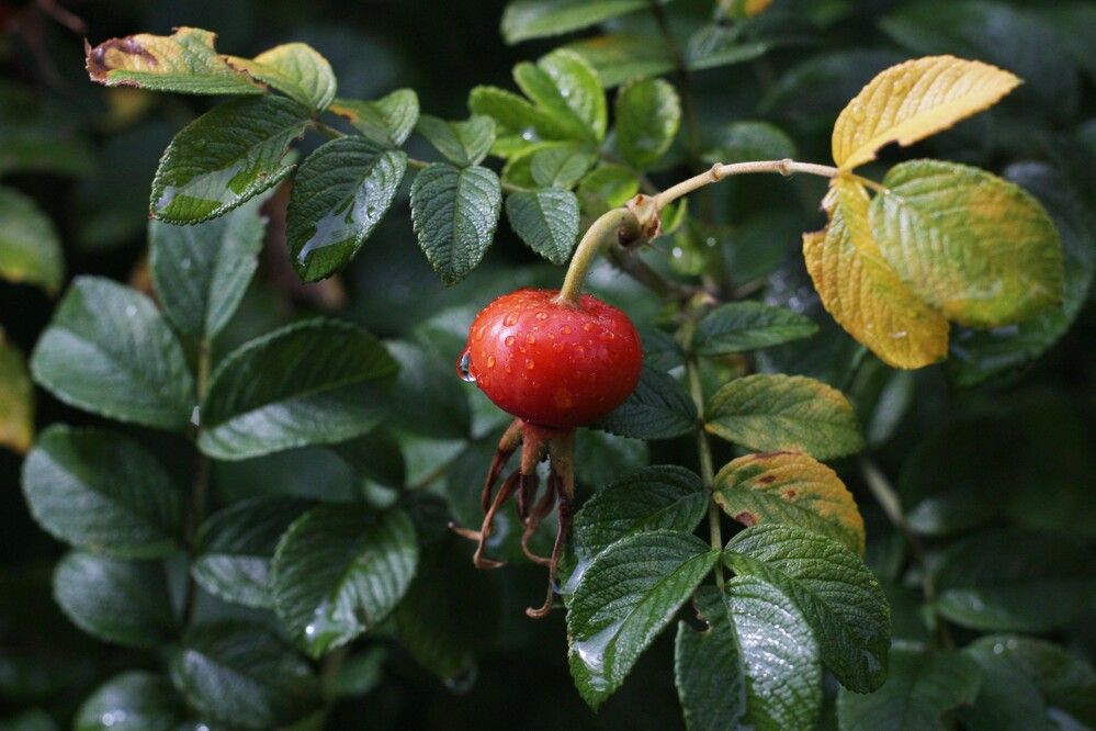 Фотография автора Геннадий Титов