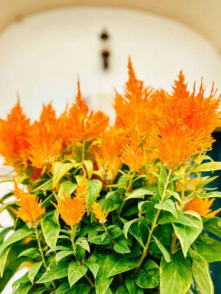 Photograph by Елена Брижеватая