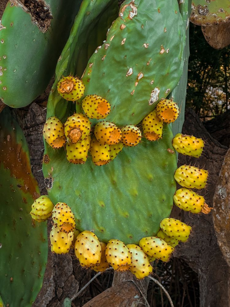 Photograph by Елена Брижеватая