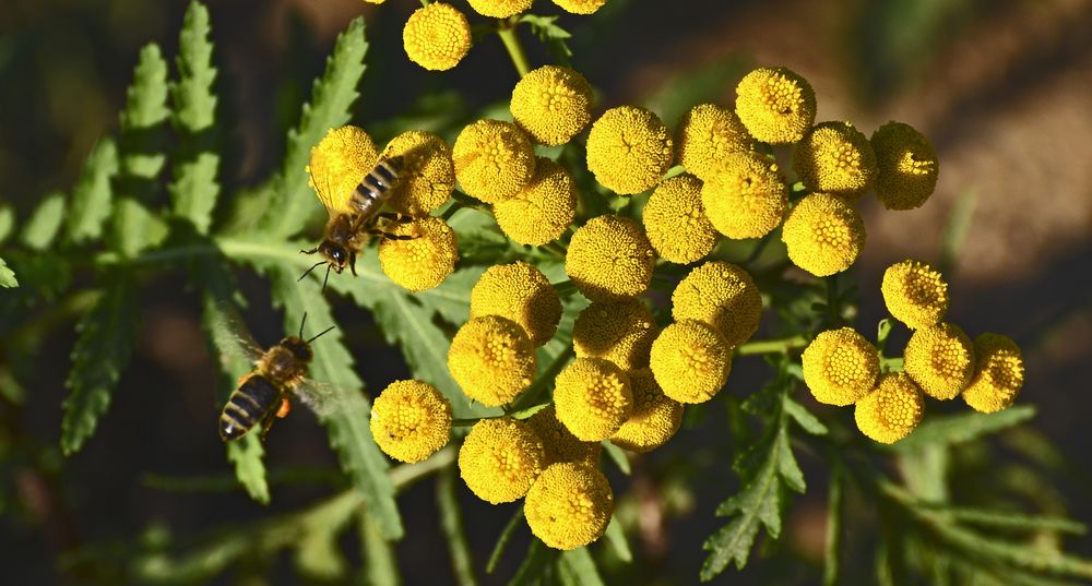 Фотография автора Антип