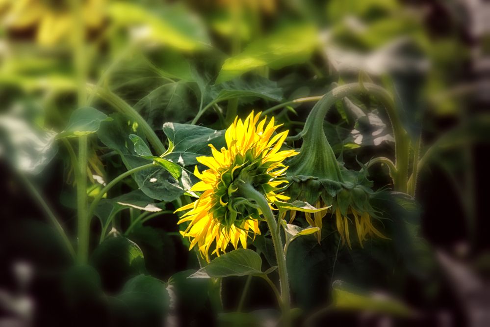 Фотография автора Юлия Кранина