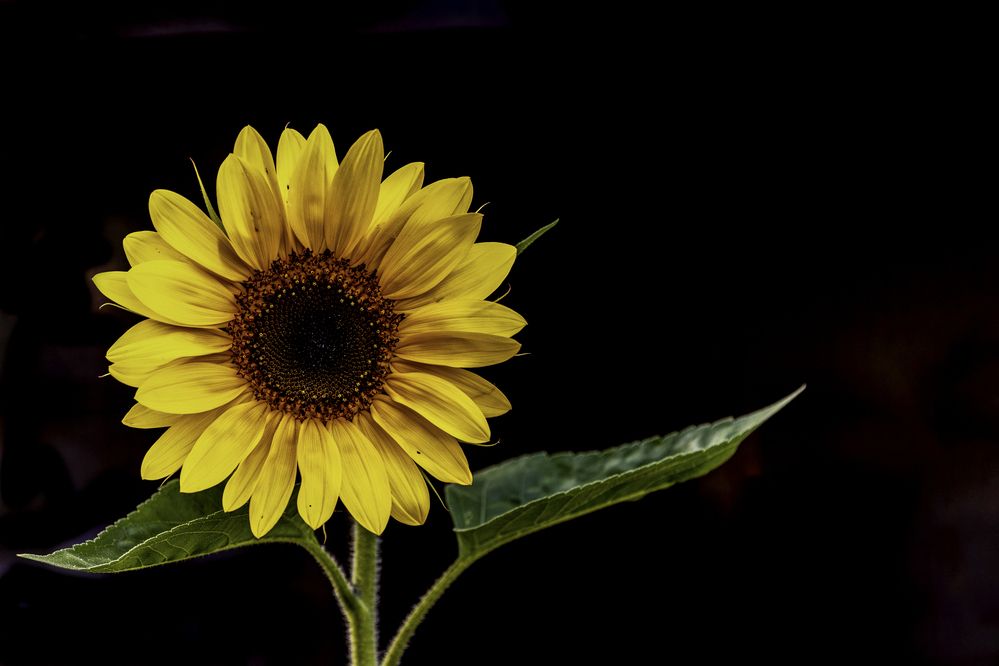 Photograph by ALI Pashang