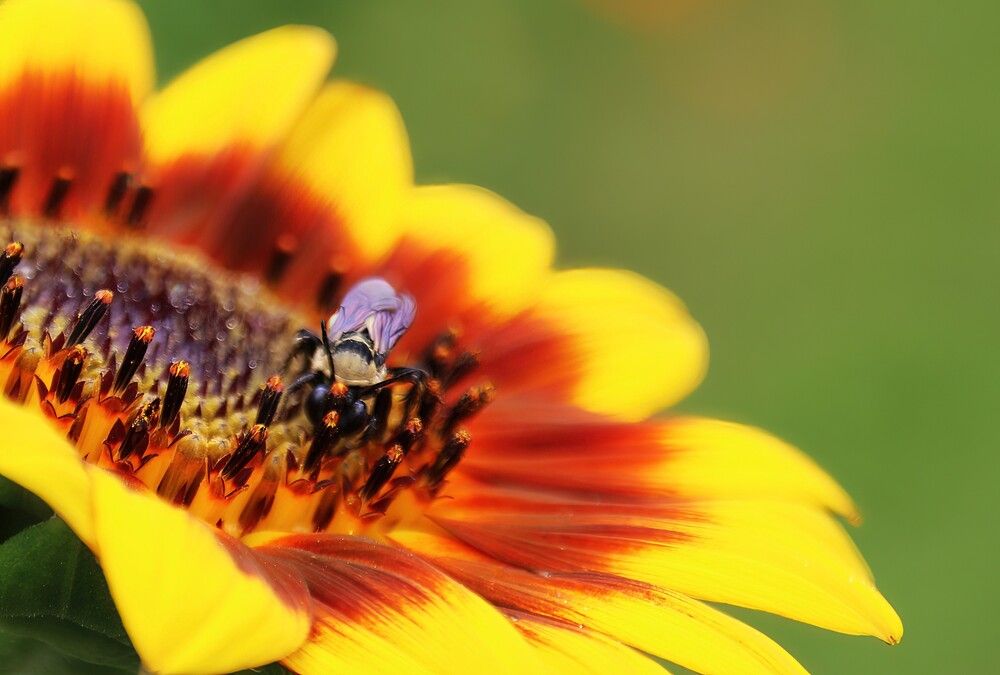 Photograph by Carol Taylor