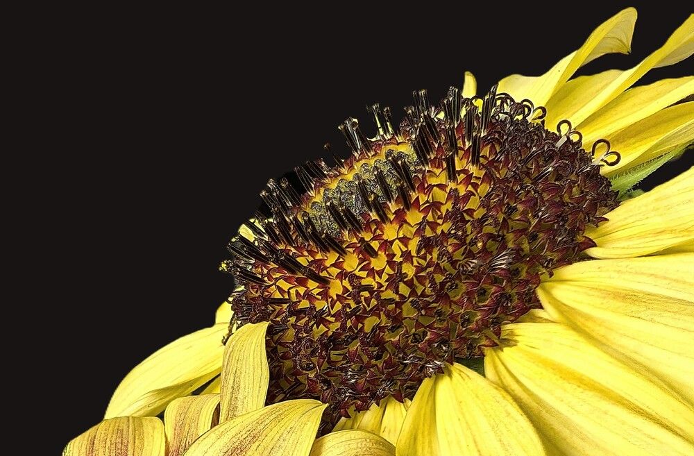 Photograph by Carol Taylor