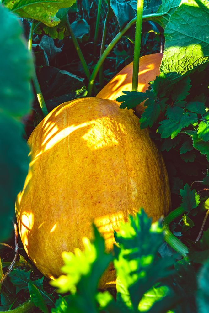 Photograph by Сергей Аникушин