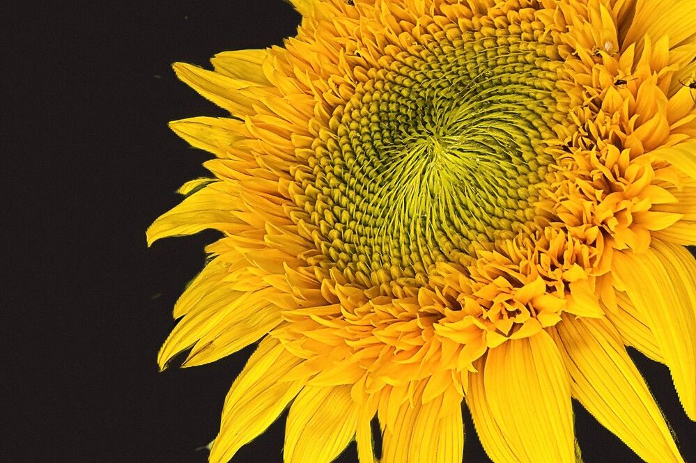 Photograph by Carol Taylor