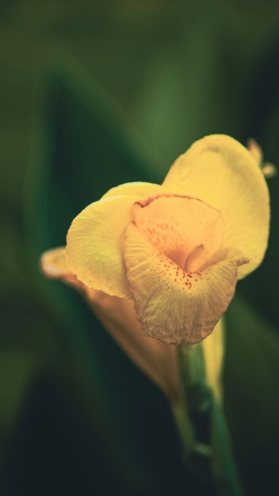 Фотография автора Sarrah Yehia