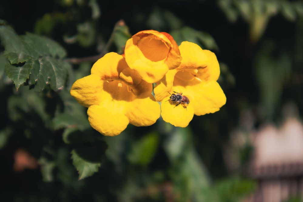 Фотография автора Sarrah Yehia