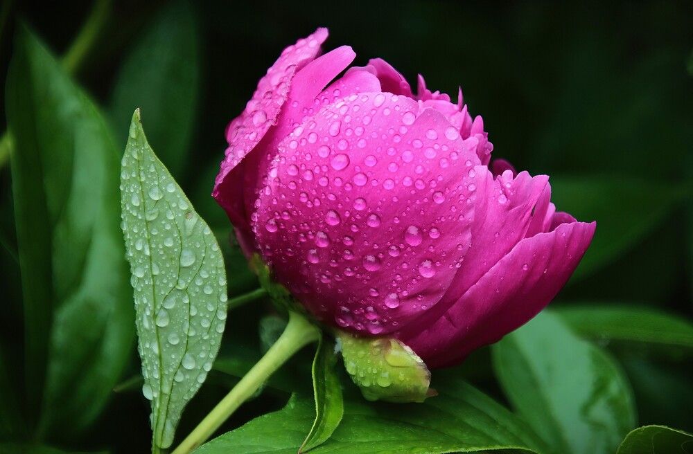 Photograph by Carol Taylor