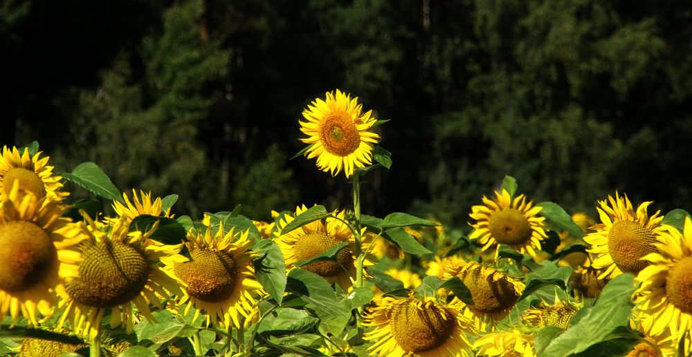 Фотография автора Юлия Кранина