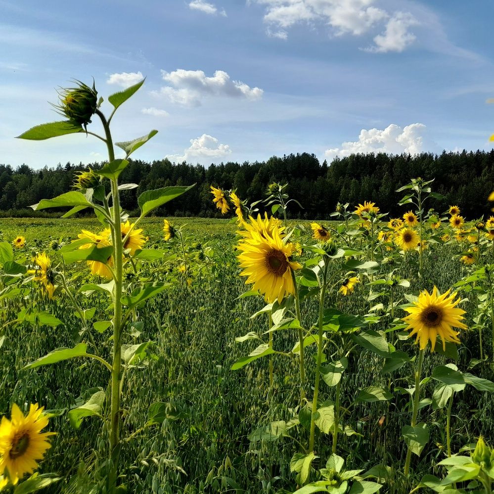 Photograph by Ольга Березовская