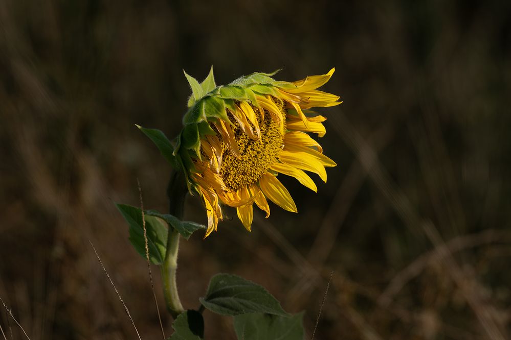 Photograph by Sajkovski Dejan