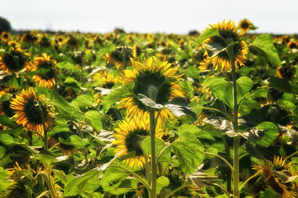 Фотография автора Юлия Кранина