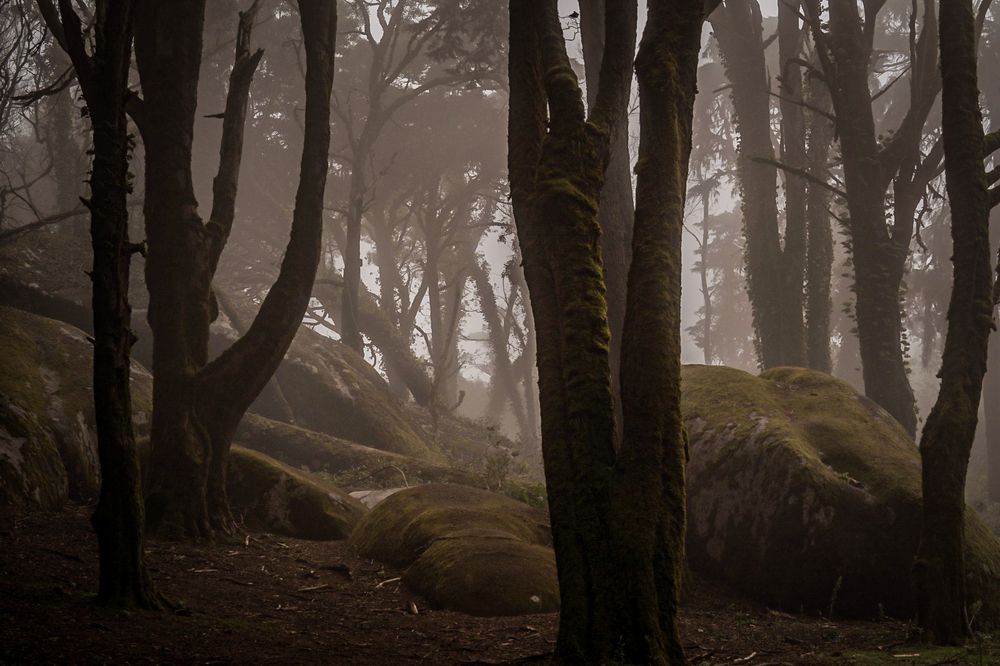 Segredos entre Rochas e Musgo