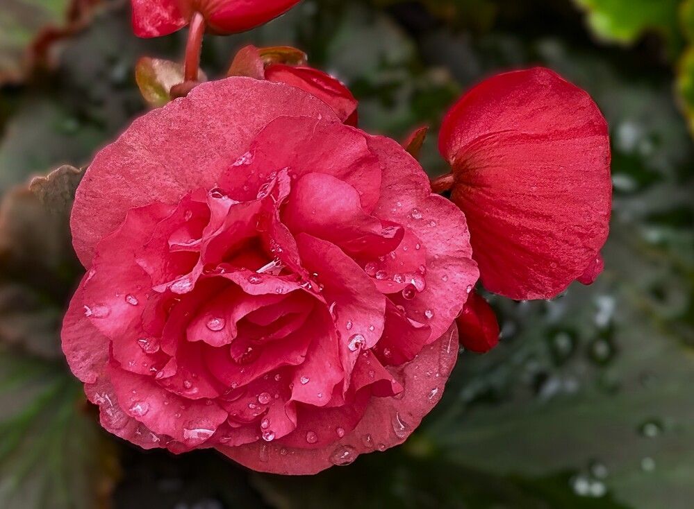 Photograph by Carol Taylor