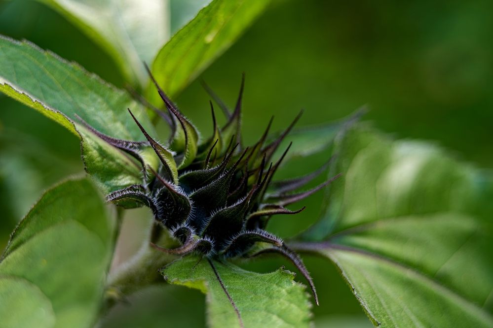 Photograph by Михаил Косолапов