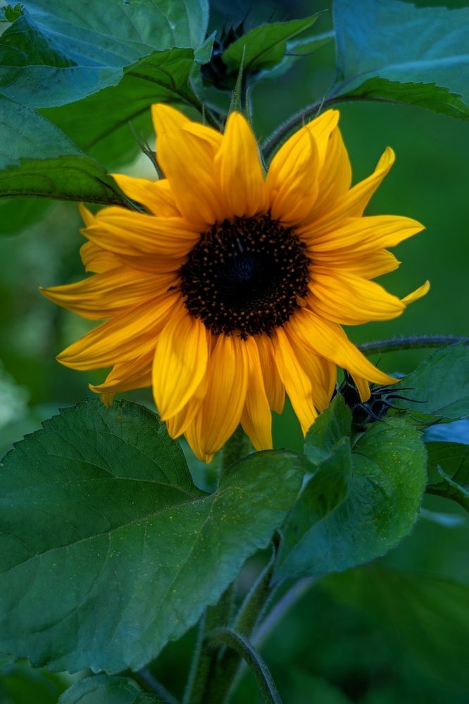 Photograph by Михаил Косолапов