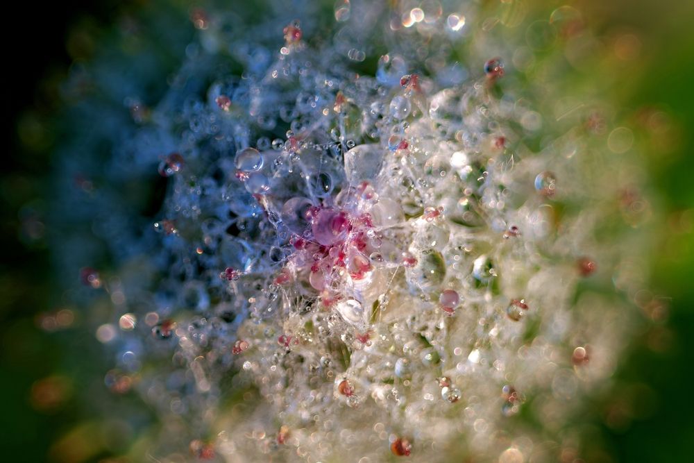 Photograph by Михаил Косолапов