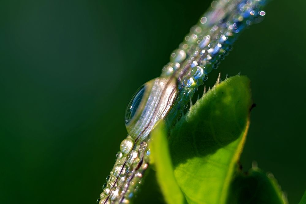 Photograph by Михаил Косолапов