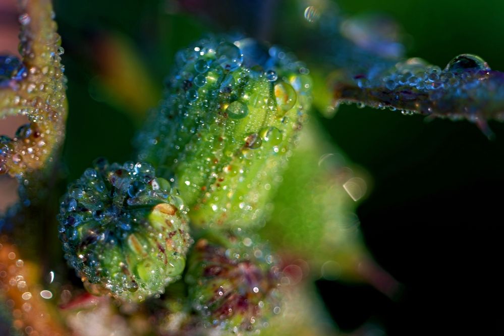 Photograph by Михаил Косолапов