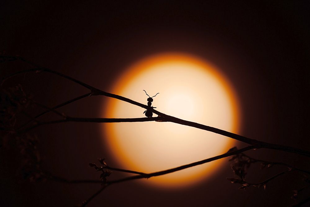 Photograph by Маргарита Дугалева