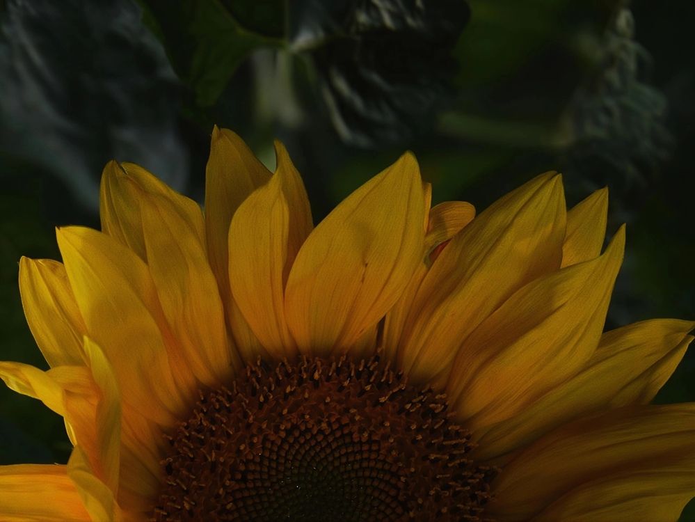 Photograph by Альбина