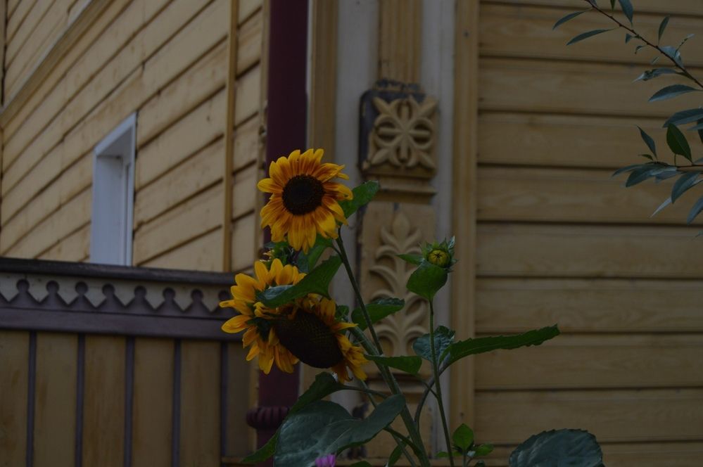 Photograph by Альбина