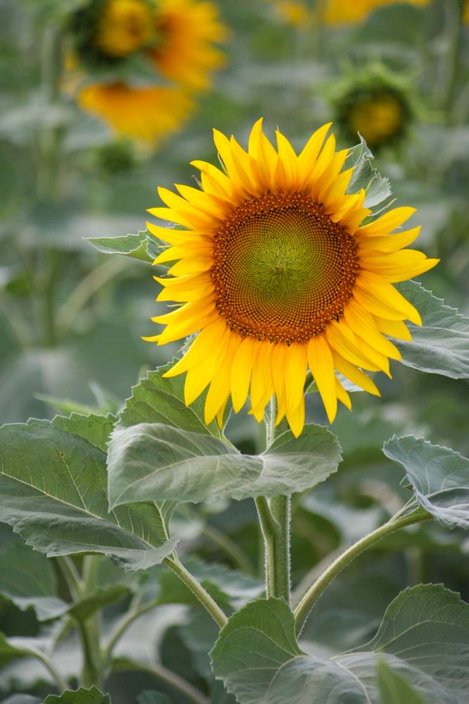 Photograph by Титова Наталья