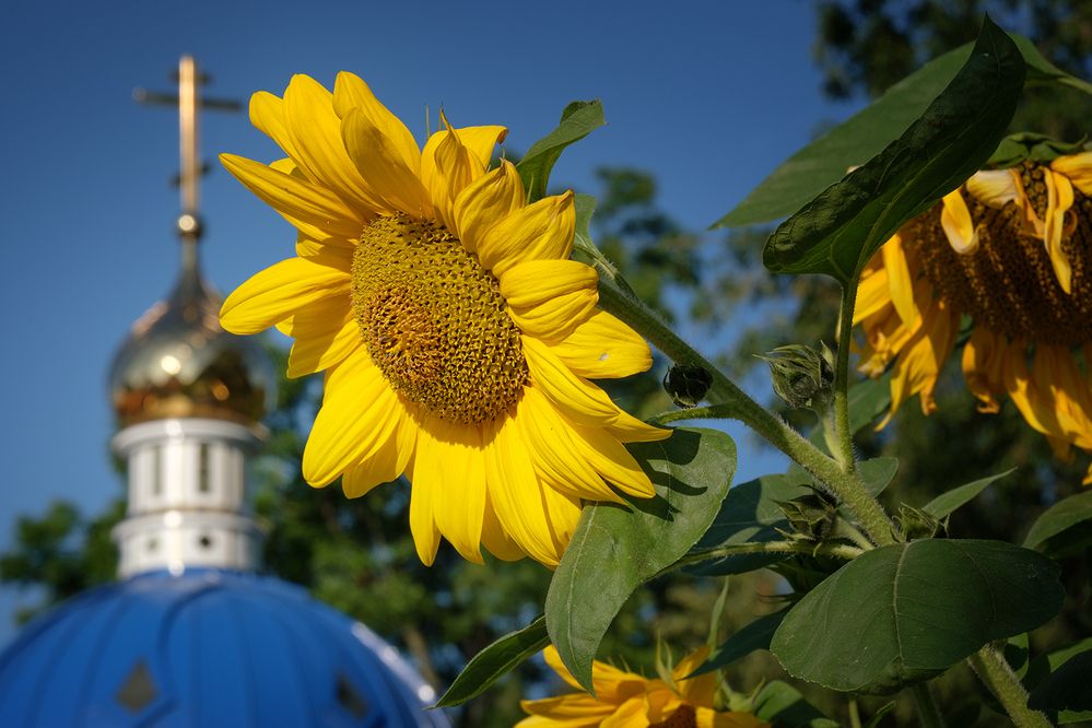 Photograph by Александр Шатохин