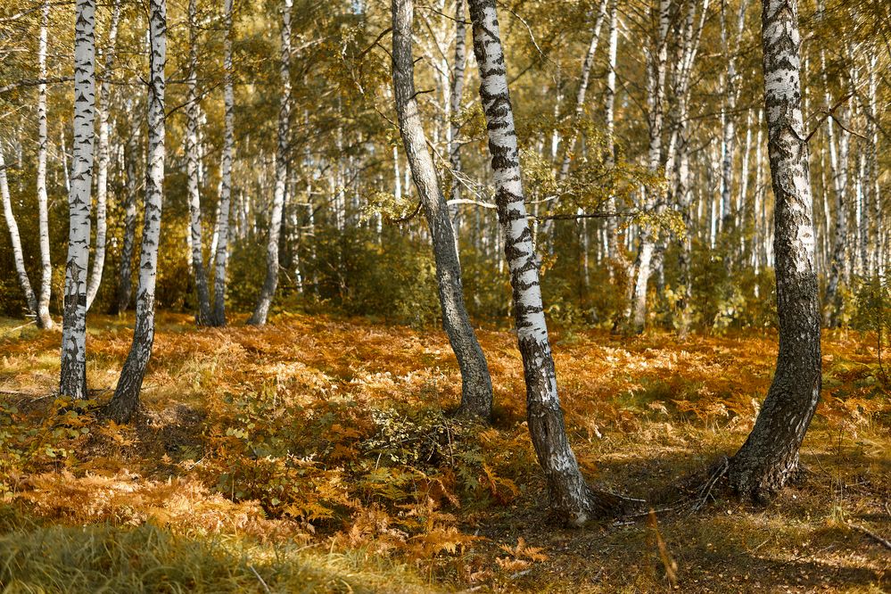 Photograph by Александр Еремин