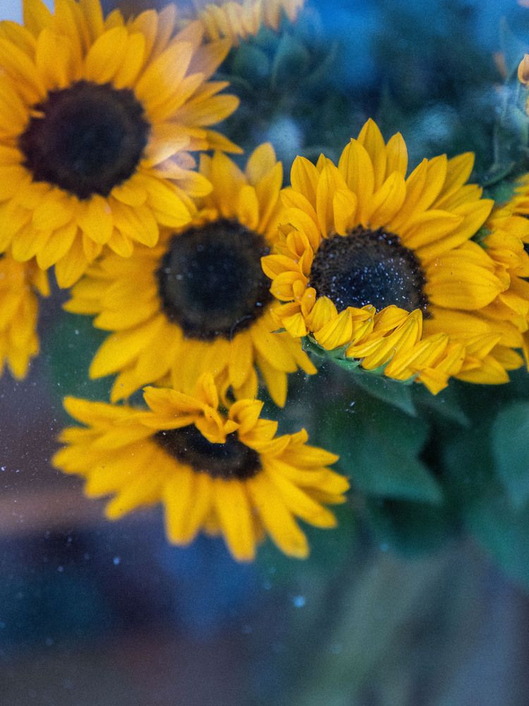 Фотография автора Доляна Горохова