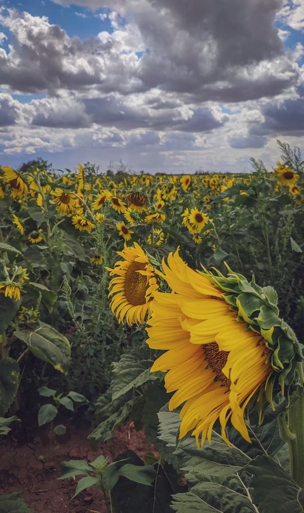 Фотография автора Анастасия Мамаева