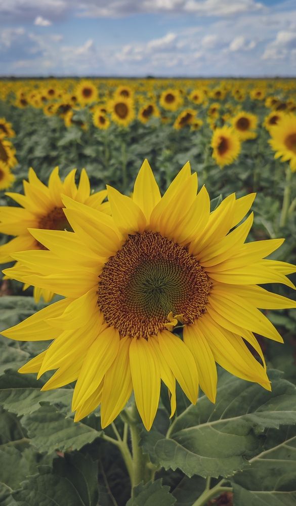 Фотография автора Анастасия Мамаева