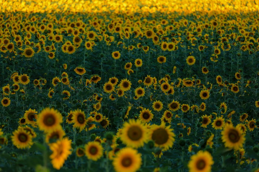 Photograph by Сергей Конюшенко