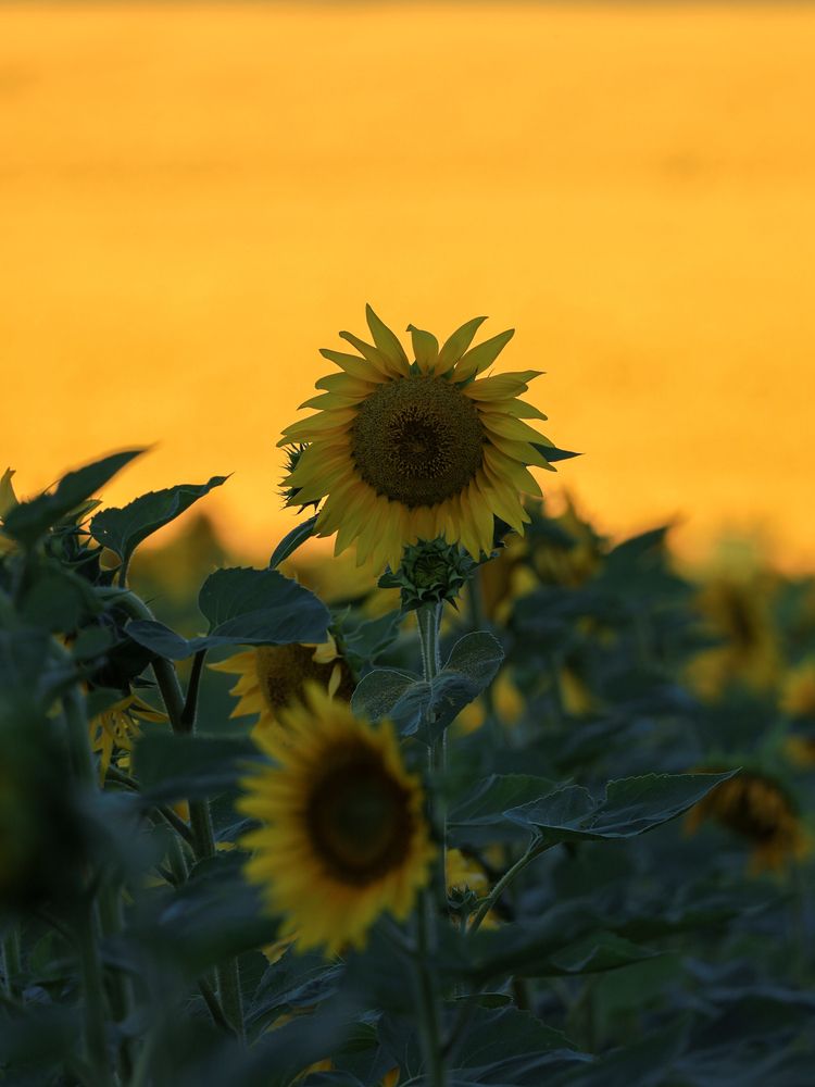 Photograph by Сергей Конюшенко