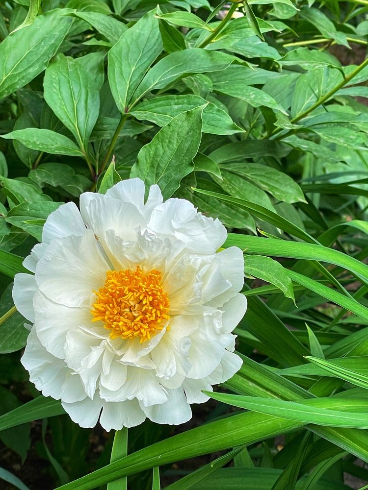 Фотография автора Nadezhda