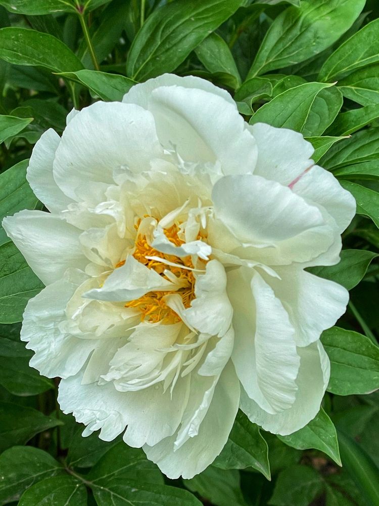 Фотография автора Nadezhda