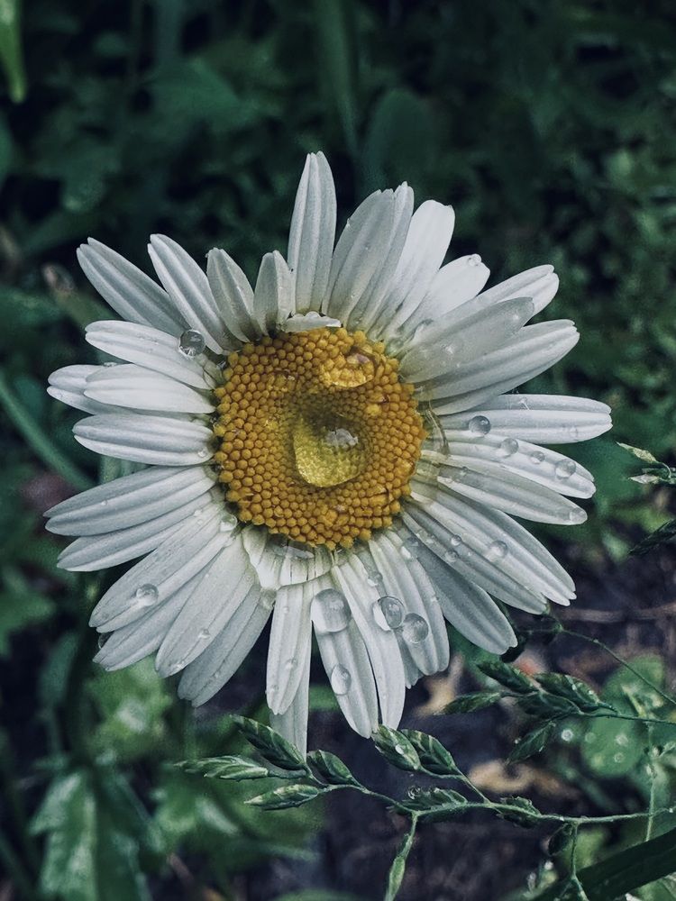 Photograph by Ксения Гулькова