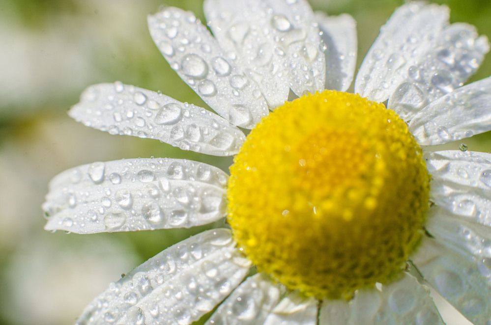 Фотография автора Александр Высотских