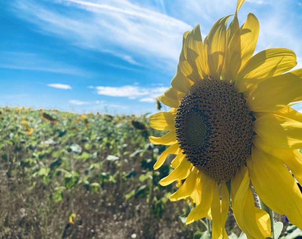 Photograph by Ксения Гулькова