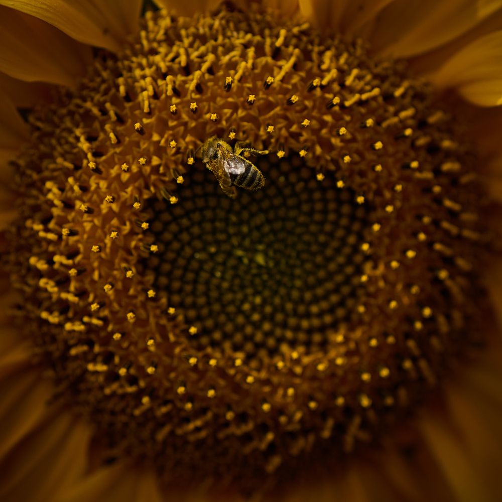 Photograph by Дмитрий Емельянов